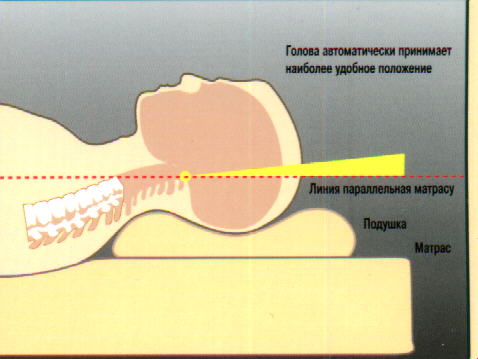 На ортопедической подушке голова автоматически принимает наиболее удобное положение