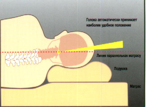Специальные ортопедические подушки разработаны с учетом анотомического строения человека, рекомендаций врачей и новейших технологий